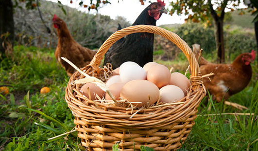 En este momento estás viendo Los Huevos ¿Que importancia tienen en nuestra alimentación? Mitos sobre ellos.